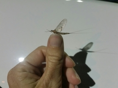 Ephemeridae