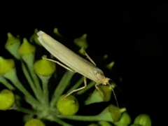Eilema