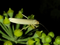 Eilema