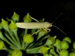 Eilema