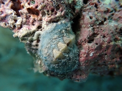 Acanthochitona fascicularis