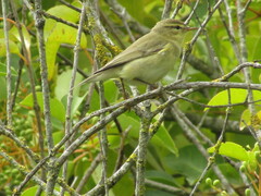 Phylloscopus trochilus