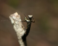 Trichonephila plumipes