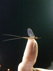 Ephemeridae