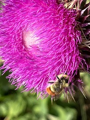 Bombus centralis