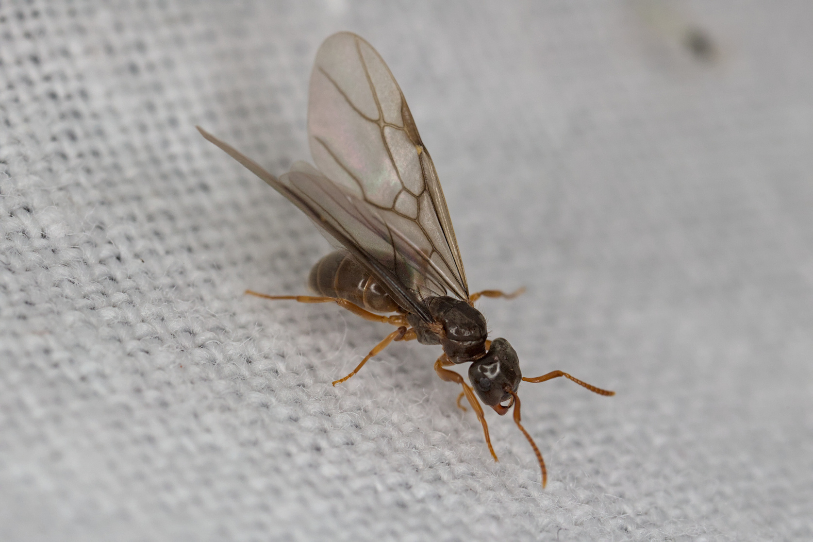 Lasius bicornis