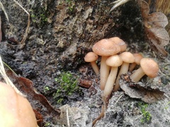Gymnopus fusipes