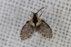 Psychodidae