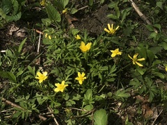Ranunculus fascicularis