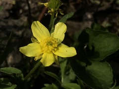 Ranunculus fascicularis