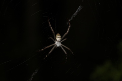 Argiope keyserlingi