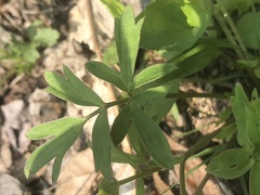 Ranunculus fascicularis