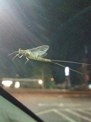 Ephemeridae