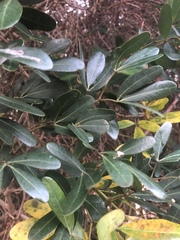 Rhoicissus revoilii