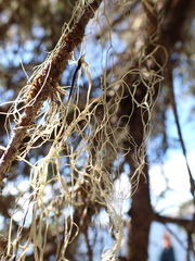 Ramalina