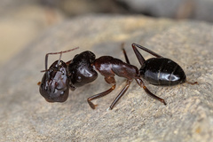 Camponotus sylvaticus