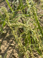 Amaranthus tuberculatus