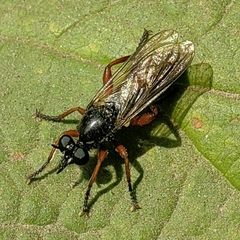 Laphria sadales