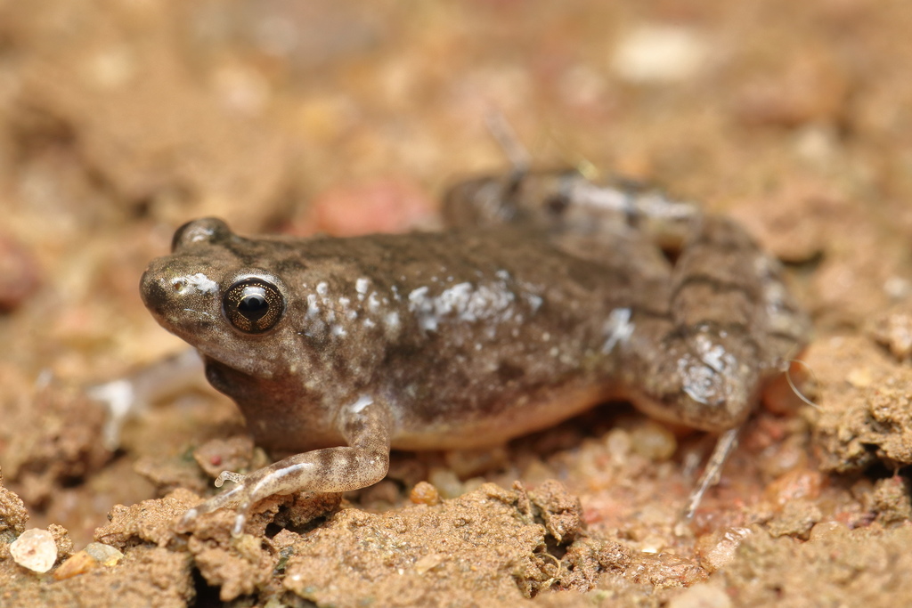 Mangaluru Narrow-Mouthed Frog