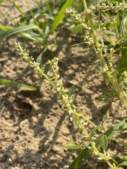 Amaranthus tuberculatus