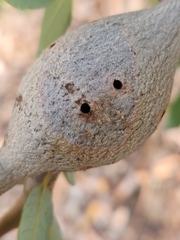 Callirhytis quercussuttoni