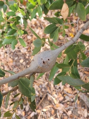 Callirhytis quercussuttoni