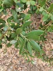 Callirhytis quercussuttoni