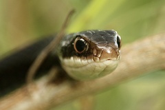 Coluber constrictor priapus