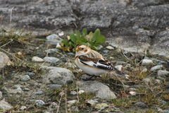 Plectrophenax nivalis
