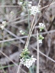 Asperula