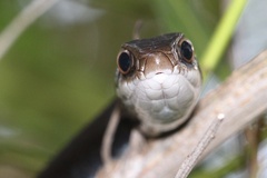 Coluber constrictor priapus