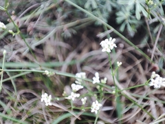 Asperula