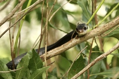 Coluber constrictor priapus