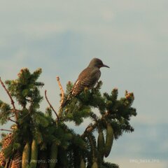 Colaptes auratus cafer