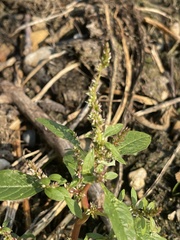 Amaranthus tuberculatus