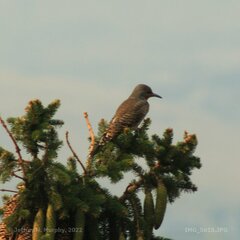 Colaptes auratus cafer