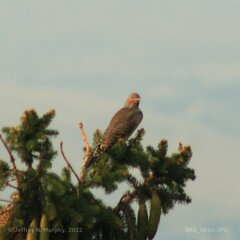 Colaptes auratus cafer