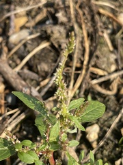 Amaranthus tuberculatus