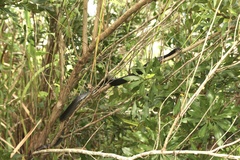 Coluber constrictor priapus