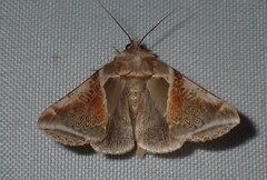 Habrosyne pyritoides