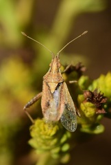 Harmostes reflexulus