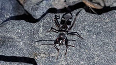 Slaterobius insignis