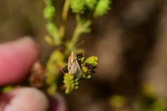 Harmostes reflexulus