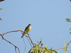 Microeca flavigaster