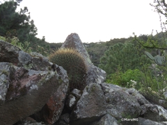 Ferocactus histrix