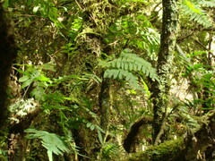 Polypodioideae