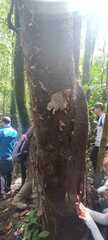 Bursera simaruba image