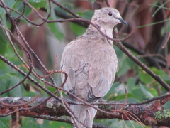 Streptopelia decaocto
