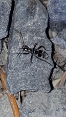 Slaterobius insignis