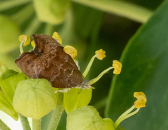 Choreutis nemorana